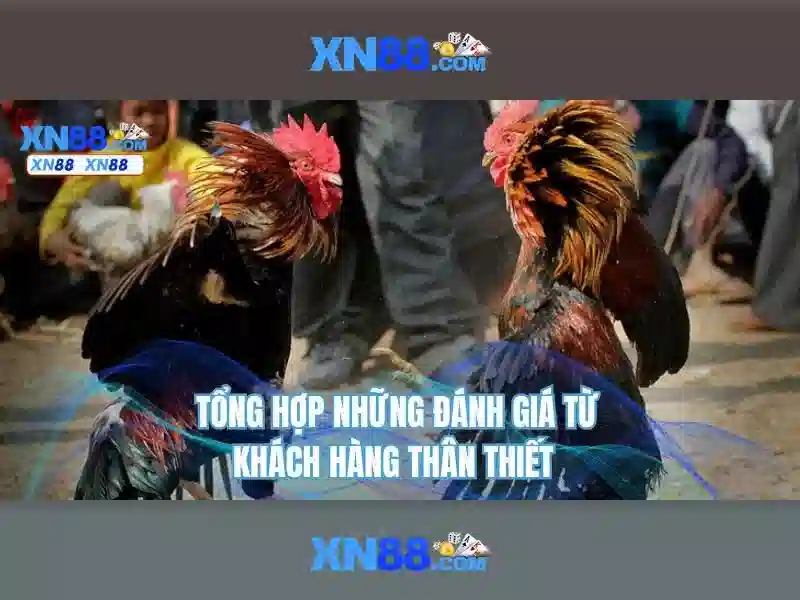 Xn88: một cái nhìn tổng quan
