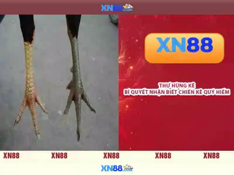 xn88: Tổng quan về nền tảng cược và giải trí trực tuyến