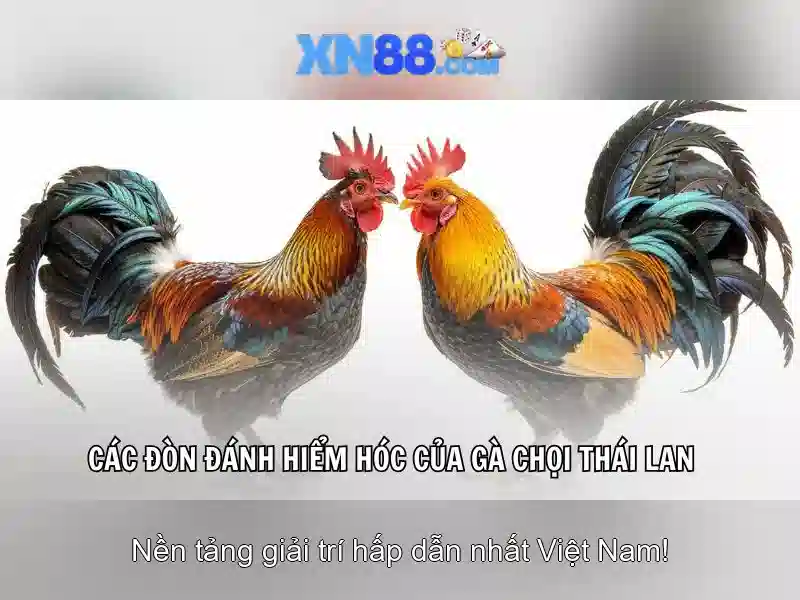 xn88: Nền tảng giải trí trực tuyến và trải nghiệm người dùng